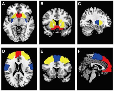 Altered Functional Segregated Sensorimotor, Associative, and Limbic Cortical-Striatal Connections in Parkinson's Disease: An fMRI Investigation